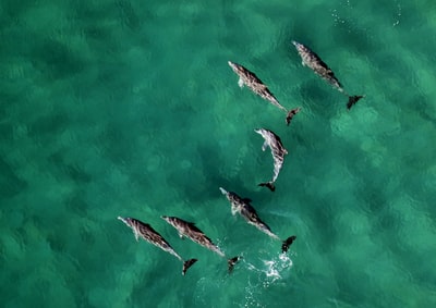 六只海豚在平静的水面